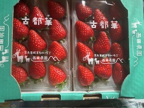 甘さと香りに惚れる朝摘み「古都華」2L 270g(11粒)×2P