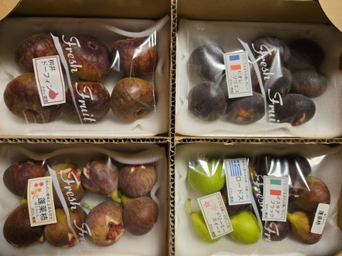 【9月中旬～10月発送分】完熟いちじく多品種盛り合わせ