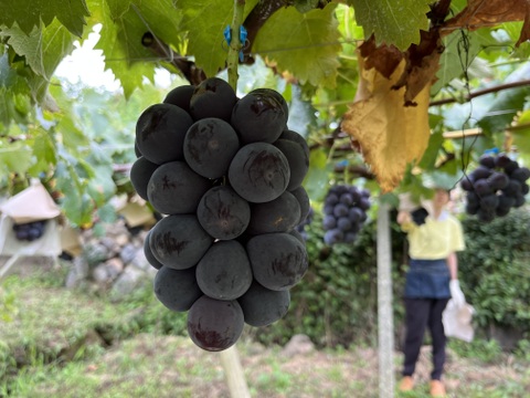 【ご自宅用】ほほえみピオーネ1.2kg箱