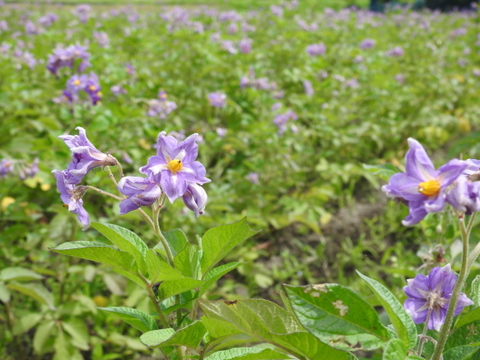 【肥料農薬不使用】自然栽培じゃがいも（グラウンドペチカ）