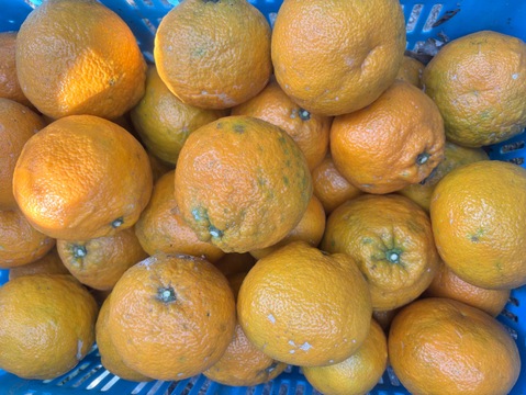 訳あり〜愛媛県産〜　島育ち　木なり完熟　熟成　伊予柑　5kg（箱込み）