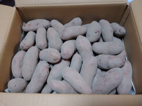 芋の味が濃い！ねっとり系【じゃがいも】シェリー(4kg)