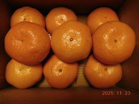 🍊伊豆産　今が旬！とろける甘さ　早生温州みかん 　　　　　　お一人世帯に！
　　　　　2.0kg
