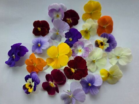 美食の演出！エディブルフラワー『SANOKA』ビオラ スペシャルMIX20輪入り 食用花 ケーキ スイーツ デコレーションにも！