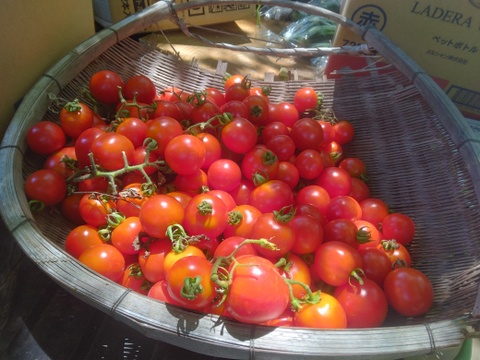 自然農園の健康やさい！　ミニトマト200グラム