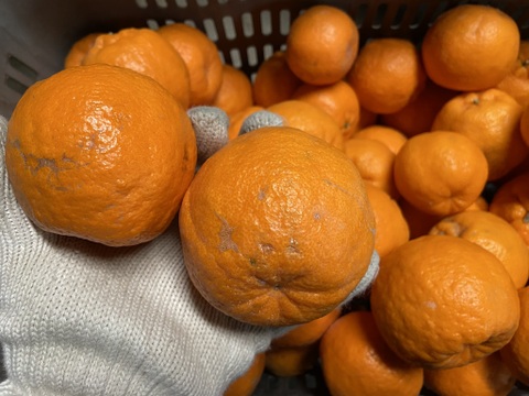 食べ比べ【家庭用セット】今津ポンカン＆はるか（５kg）甘みと酸味のポンカンと！とっても甘いはるかのセット！どちらもとってもいい香り！