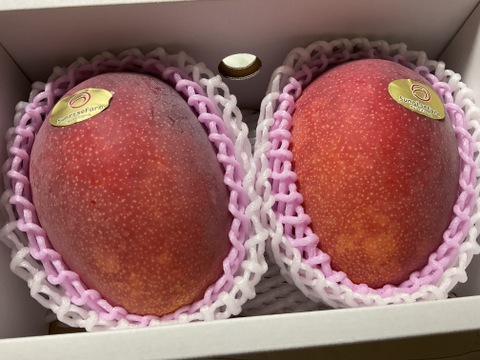 【順次発送中】県知事賞受賞 サンライズファームのマンゴー 【優品】【1kg】