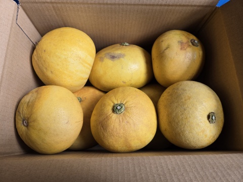 ★完全自然栽培品　晩白柚　（文旦）　ザボン　4キロ
