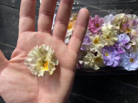農薬不使用🌸エディブルフラワー🌼4種セット