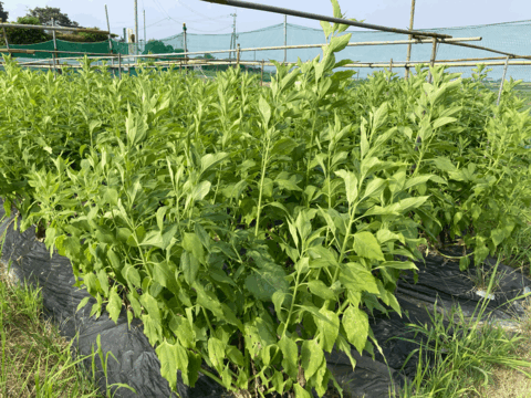 (熊本)桑原農園の赤菊芋(農薬・化学肥料不使用)1kg