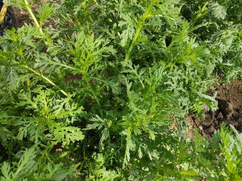 ✨春の香りを食卓に。天ぷらやお浸しで主役になる、力強い春菊　約400g✨