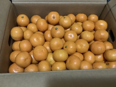 数量限定で再販‼️見た目は赤ちゃんサイズ👶でも味は濃厚！西果樹園【超小玉みかん】５キロ