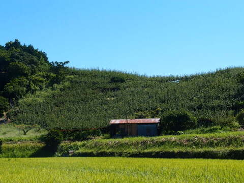 【鳥取県産】甘太　梨　約3kg