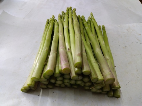 シャキシャキ！さぬきのめざめ秀品Lサイズ夏芽１㎏