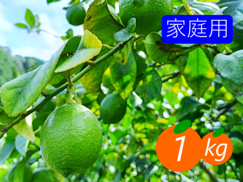 【家庭用】グリーンレモン 1kg 皮ごと楽しめる♡ フレッシュ！ 愛媛産！！