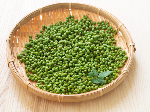 《食の世界遺産登録🎖️》本場 有馬山椒の実🌿 たっぷり1kg 実山椒（生）有馬温泉の麓よりお届け♨️ 兵庫県有馬特産 山椒の実 希少な有馬山椒🌟 栽培期間中農薬不使用《クール便🛻》