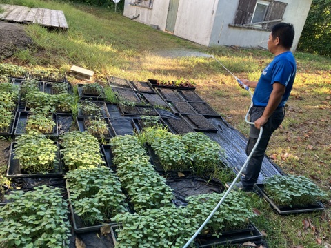 2025やなかーぎ‼️ど根性粘りの石垣島産オクラ⭐️約1.5キロ