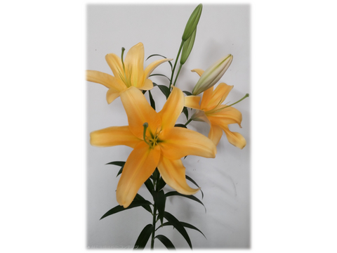 【年末向けご予約含みます】■黄色5本束■大輪のバイネロン♬この子だけで是非飾っていただきたい品種です！簡易包装　※年末のご予約締め切りは12月22日午前9時まで！！