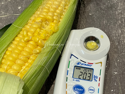 高糖度スイーツコーン５kg　島原湧水育ち　甘いとうもろこし