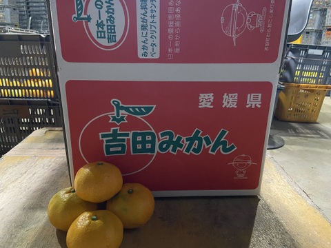 【１１月１８日～２３日収穫】ひとつで満足！【おおだま】早生ミカン”１０kg”