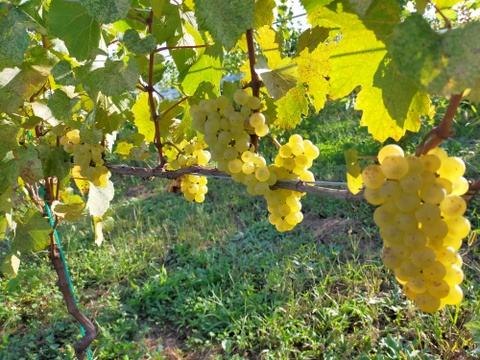 CHARDONNAY（シャルドネ） 2024