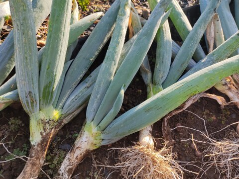 ✨世界に一つだけのプレミアム野菜便（農薬・化成肥料不使用）✨あなたの「欲しい」が詰まった一箱。わがままを叶えるオーダーメイド野菜便🥬