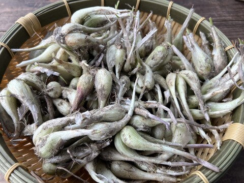 ☆有機JAS認証☆シャキシャキ食感！らっきょう　500g×2袋