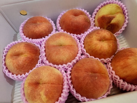 🍑レア品種 さくら白桃　3kg 8～14玉　家庭用　採れたて農家直送【朝どれ】