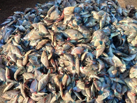 【絶品】濃厚ウマヅラハギの肝（冷凍）2パックセット【希少部位】【店舗にて人気TOP3】