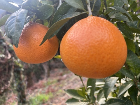 プリンセス（家庭用・3kg箱込）