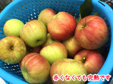 【超訳あり】サンつがる 約2.5kg 7-14玉 【加工用向き】定番の夏りんご#NAT0C025