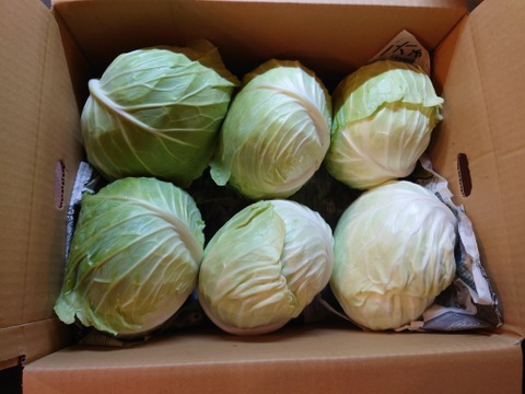 【訳有❗❗】ムキムキでゴチゴチしたキャベツ！100ｻｲｽﾞ4〜6玉入り　（内容量約8キロ）