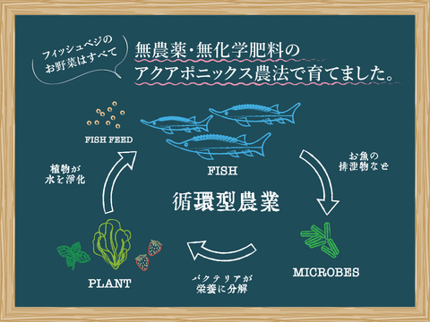 【FISH VEGGIES】フィッシュベジ季節のサラダセット 90g〜　化学肥料/農薬不使用だから安心して食べられる