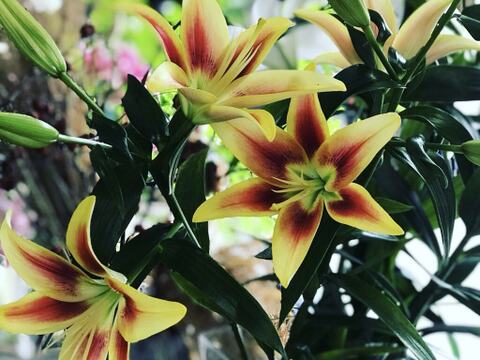 【簡易包装】■カベリ5本束■まるで夏の太陽のようなビビットcolorなユリさん♬OA系※2025年販売は今回のみのご案内です♬