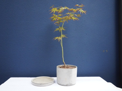 ミニ盆栽【ヤマモミジ×グレー陶器】高さ28cm × 横15cm