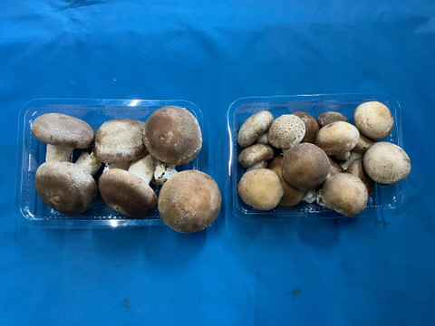 石井食品おまけ付　きのこの甘み引き立つエリンギ・椎茸セット