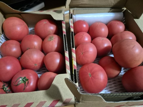 【北海道産】🍅樹上熟3段採り🍅桃太郎トマト4kg（約2キロ箱× 2） 〈訳あり品〉【朝どれ】