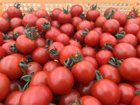 【朝採れ最短発送！ご家庭用】フルーツミニ　ミニトマト1kg