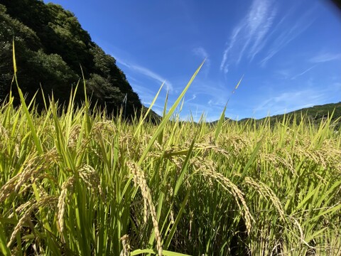 伊勢ヒカリ　もちもち玄米（農薬化成未散布栽培）