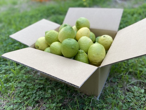 【有機JAS認証】オーガニックレモン5キロ（50個〜60個前後）極上の香りに癒されませんか？「今年もいよいよ始まります！！！」