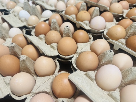 【予約】🎍新春縁起🎌大寒卵・チキントラクター自然卵・12個（６個×２パック）