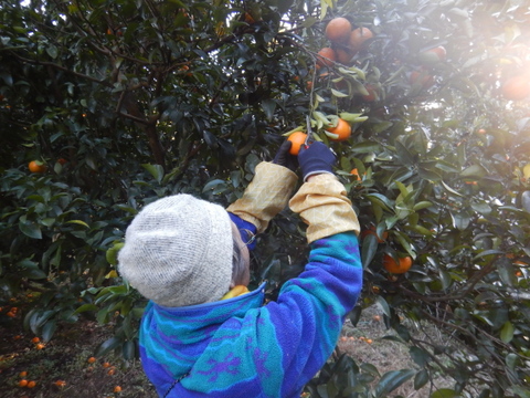 【甘いけど傷もの。訳あって家庭用】びわ屋のポンカン（千々ポンカン）5㎏でお届け