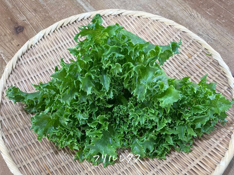【オーガニック】毎日食べたい ☆ リーフレタス 6袋（オークレタス、バターレタス、ロメインレタス、フリルレタス）