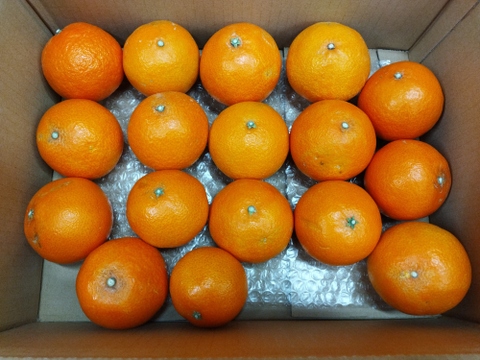 樹上完熟まどんな　家庭用A品　愛媛果試第28号3キロ