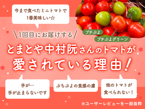 【食べチョク旬の食べ比べ便】プチぷよ/プチぷよグリーン🍅
