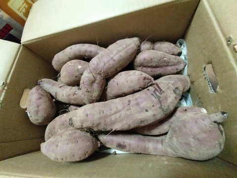 【訳あり　新物】土付き　べにはるか　さつまいも　規格外