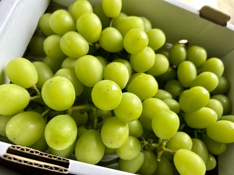 岡山産直！種無しご家庭用あま〜い！シャインマスカット1.5kg箱3〜4房入り