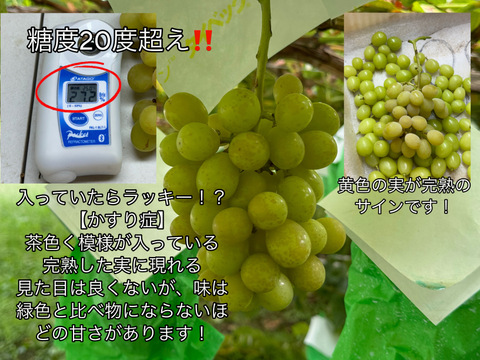 山梨県産【シャインマスカット】ご家庭用(訳あり品) 粒売りパック詰め1kg 種無し　常温便