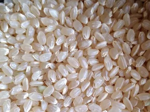 【令和7年産 新米】須賀川の自然が育てたコシヒカリ玄米 10kg