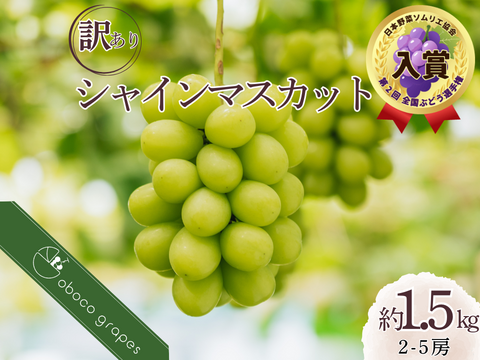 【第２回全国ぶどう選手権入賞園】訳アリ『シャインマスカット』（ご家庭用２～５房/合計約１.５kg）